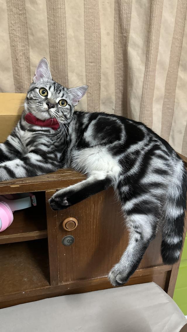 แมวอเมริกัน ช็อตแฮร์ พันธุ์แท้ 💯