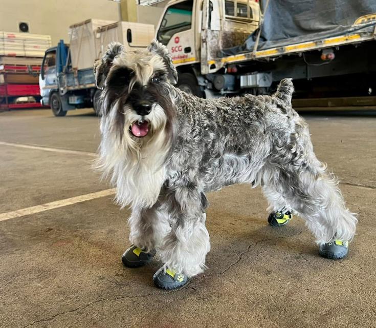 Schnauzer สุดเท่