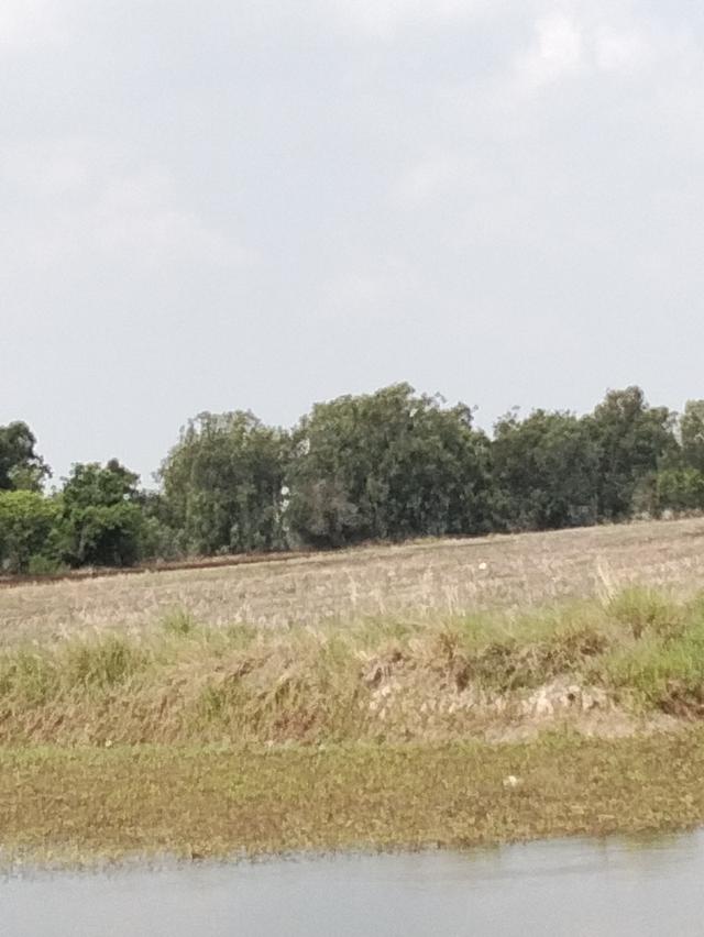 ที่ดินแปลงนา(สามารถทำการเกษตรได้ปลูกบ้านสวนได้ 5