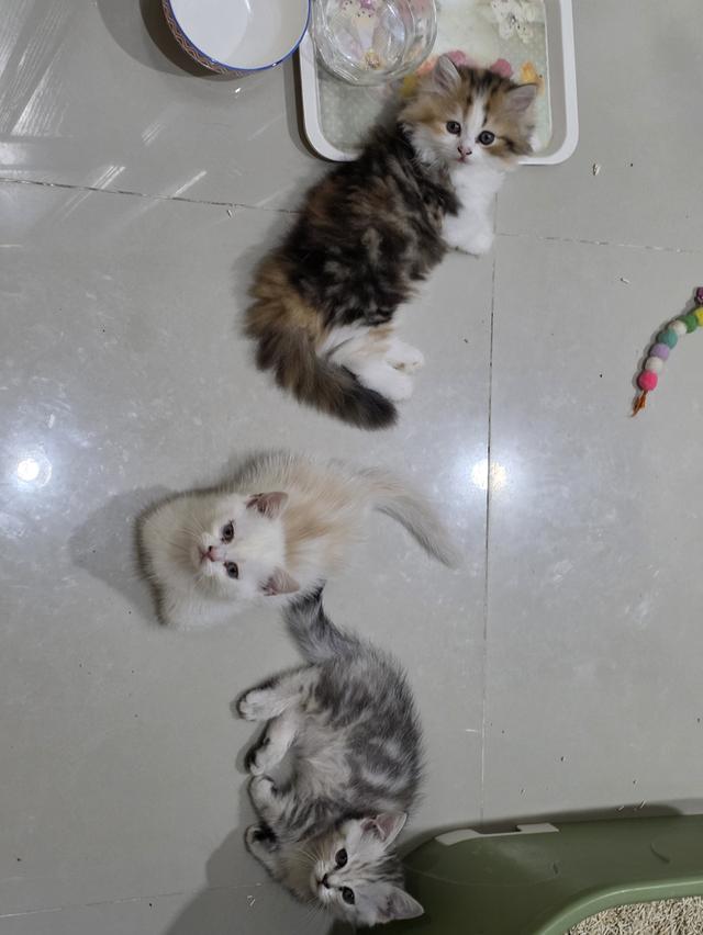 น้องแมวขาสั้น 3 สี ขนปุย 14