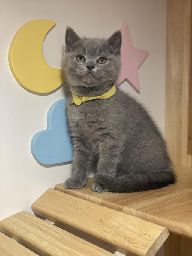 แมว มันช์กิ้นขายาว