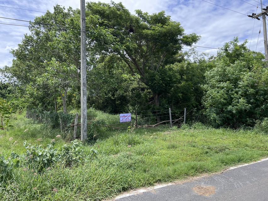 ขายที่ดินสวย 2-2-20 ไร่ ติดแม่น้ำท่าจีน หน้าติดถนนลาดยาง อ.หันคา จ.ชัยนาท 10