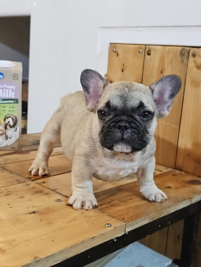 ขายสัตว์เลี้ยง 4