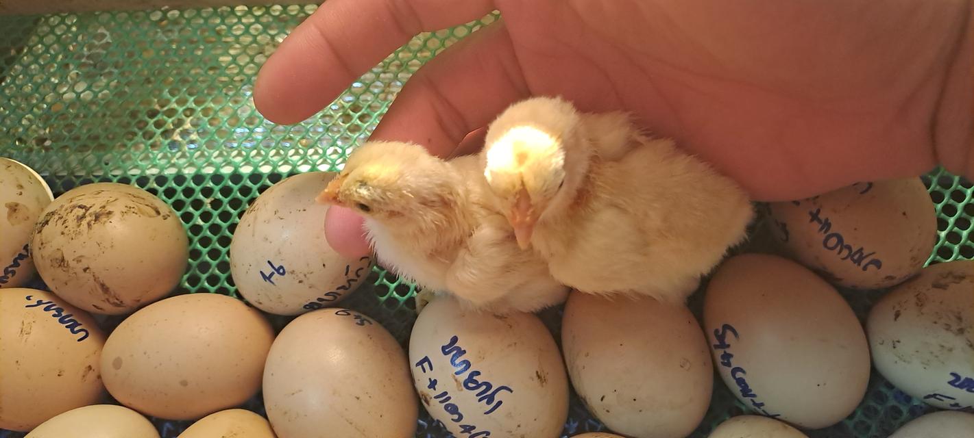 แบ่งสายพันธุ์ ลูกไก่ชน เหล่าพ่อแม่เงินล้าน รูปที่ 3