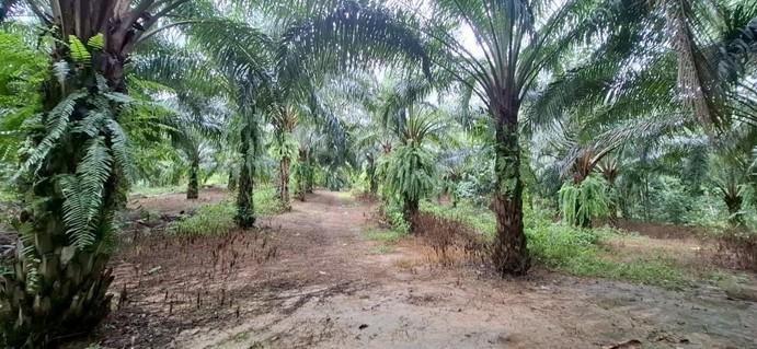 ที่ดินพร้อมต้นปาล์ม 14 ไร่ ติดลำธาร 3