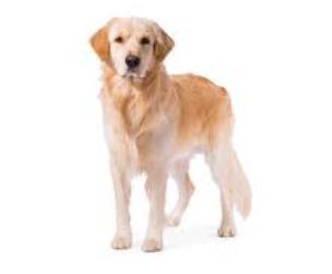 โกลเด้นรีทรีฟเวอร์ (Golden Retriever) 2