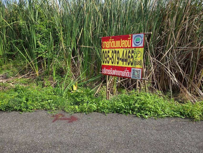 ขายถูกที่สุดที่ดินทำเลดี 53 ตารางวา ติดถนนลาดยางสาธารณะ ซอย ร่มโพธิ์ทอง 14 อ.บางบัวทอง จ.นนทบุรี 3