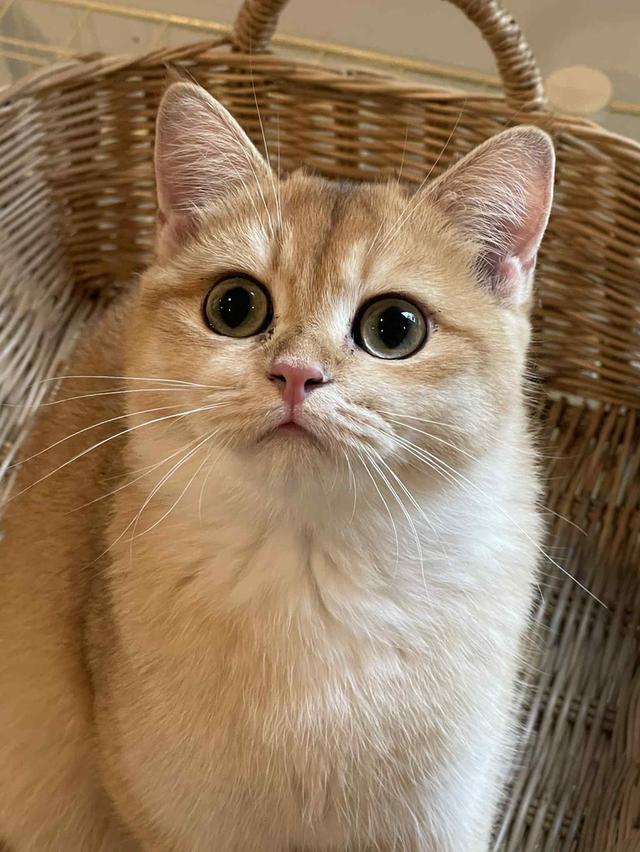 สาวน้อยบริติชแท้ คุณภาพฟาร์ม