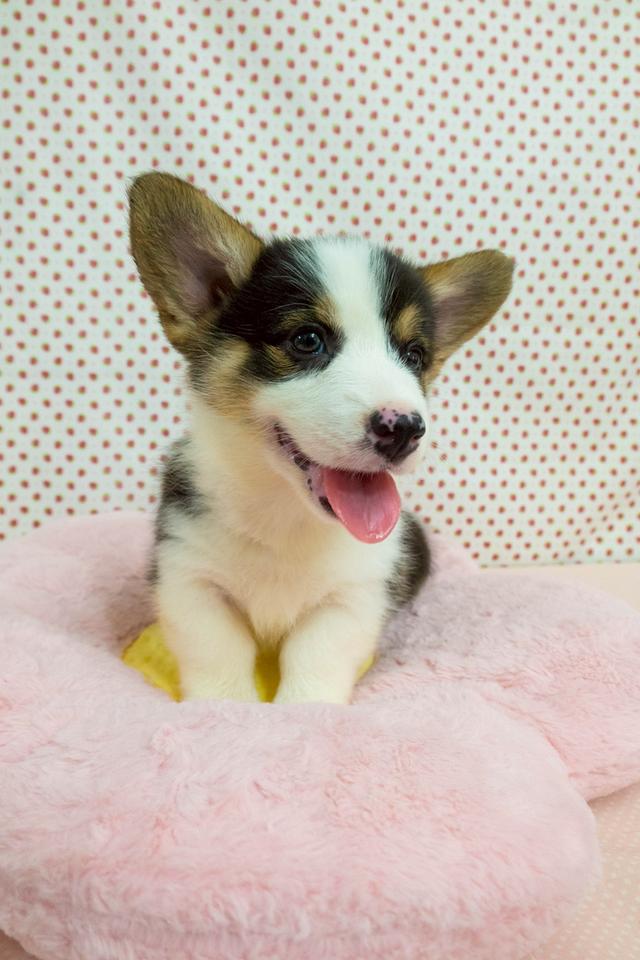 Corgi แท้ 2 เดือน พร้อมย้ายบ้าน 2