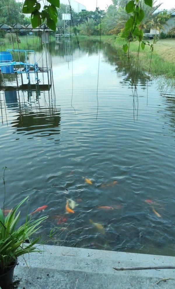 ขายที่ดิน อ.บ้านโป่ง  จ. ราชบุรี 6 ไร่ พร้อมบ้าน 3 หลัง  4