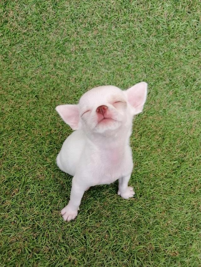 ชิวาว่าเเท้ขนสั้น ญ. 5