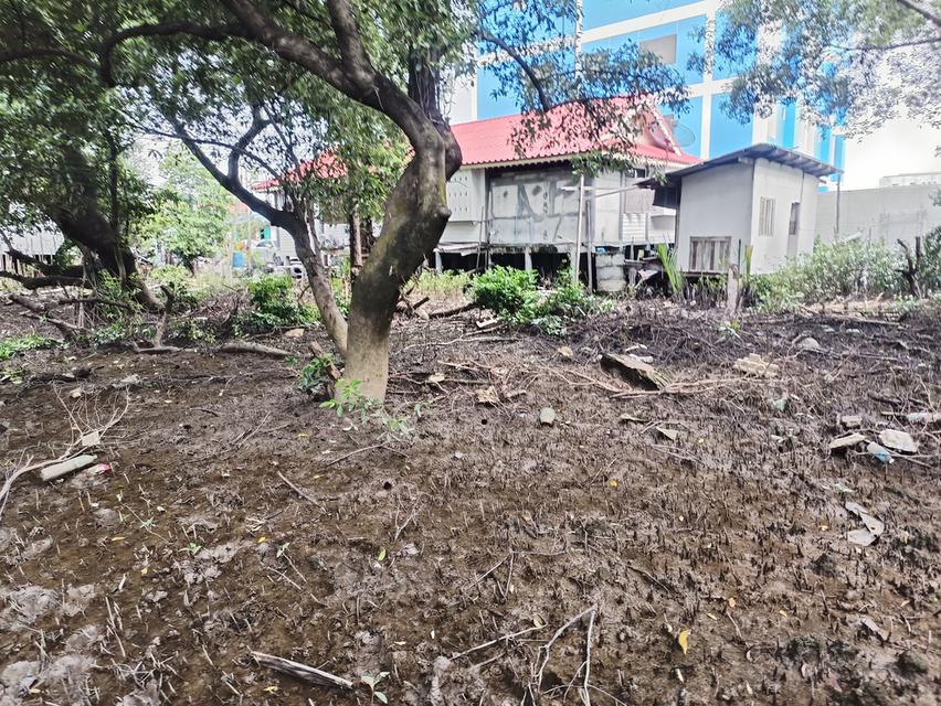 ที่ดินเปล่าริมน้ำ คลองด่าน มีต้นไม้ใหญ่ 3