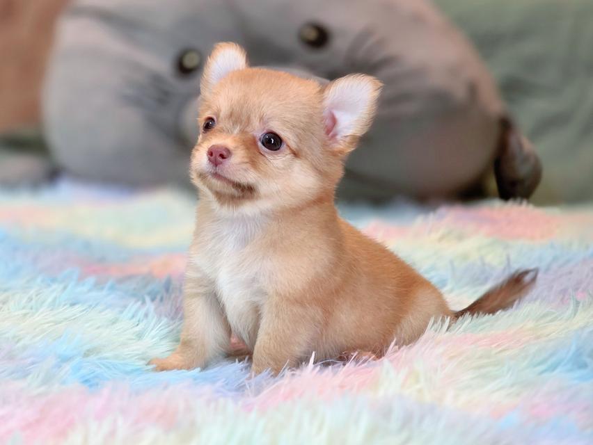 ชิวาวาแท้ขนยาว เพศเมีย รูปที่ 8