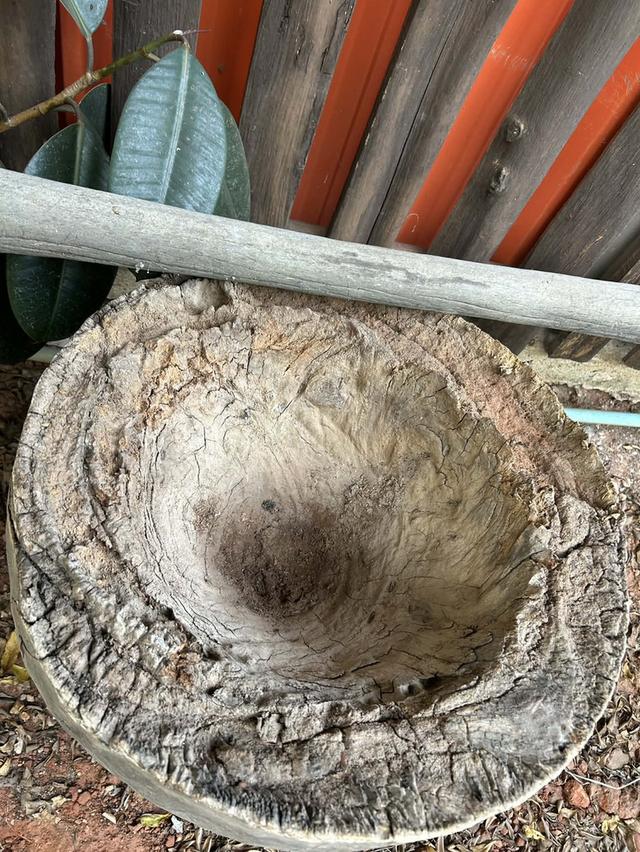 ครกไม้ตำข้าว ครกตำข้าวเปลือกสมัยโบราณ ครกตำข้าวโบราณ พร้อมสากไม้ รูปที่ 2