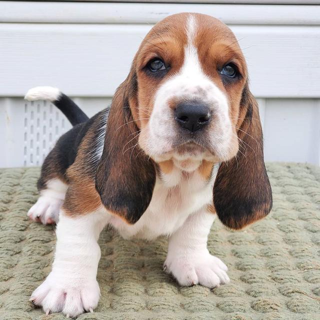 Basset hound puppies for adoption รูปย่อยที่ 2