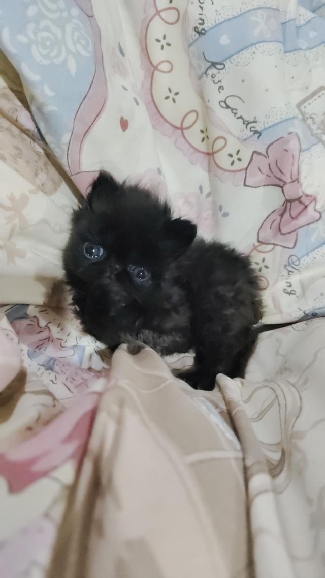 แมวเอ็กโซติกขนยาวแท้ 12