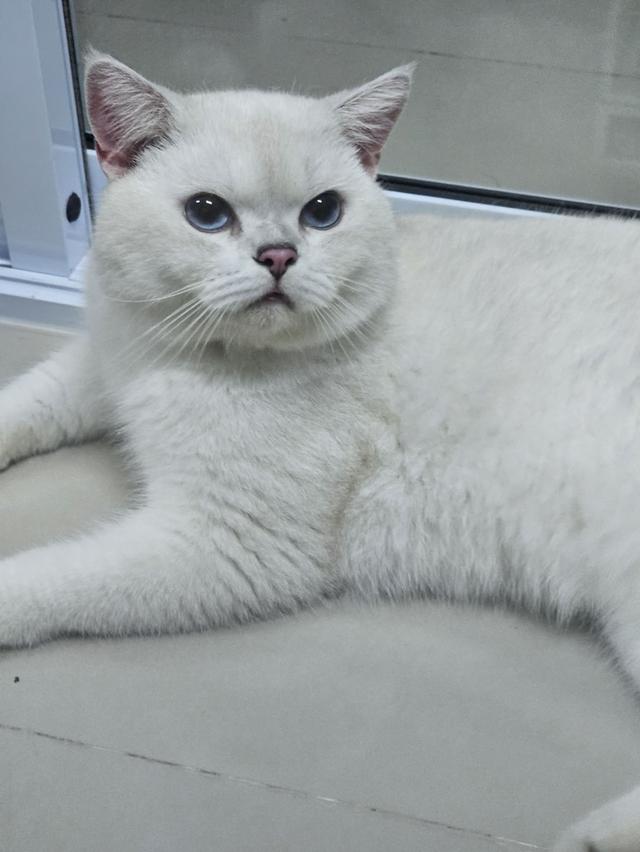 แมวเด็กผู้ชายns1133ตาฟ้า 1ขวบwcf