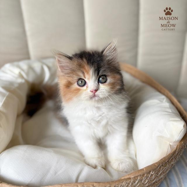 เปอร์เซียแท้ พร้อมย้าย 14/9 8