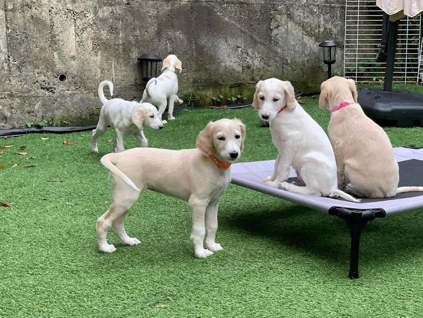 Saluki Puppies available  WhatsApp me : +66 63 826 3042