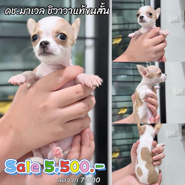 ชิวาวาแท้ขนสั้น เพศผู้