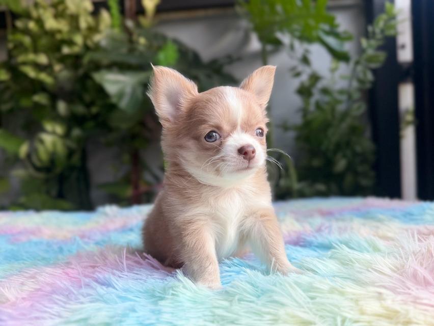 ชิวาวาแท้ขนยาว เพศผู้ พร้อมย้ายบ้าน