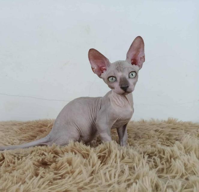 37.แมวแบมบิโน่/เพศผู้ Bambino Cat/Male 6