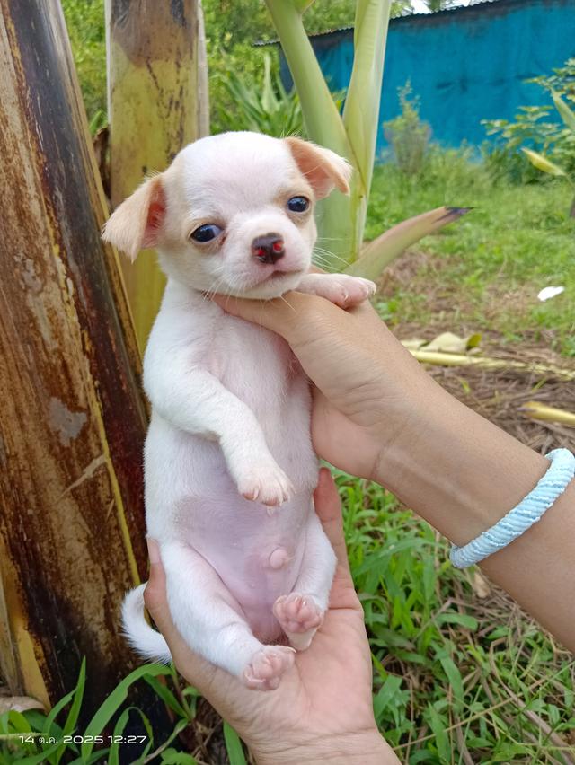 ชิวาว่าขนสั้น ชาย