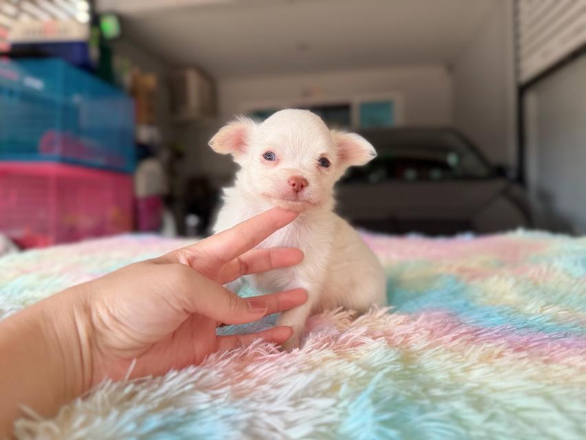 ชิวาวาผสมปอม ผู้ สีขาวครีม พิกัดรามอินทรา