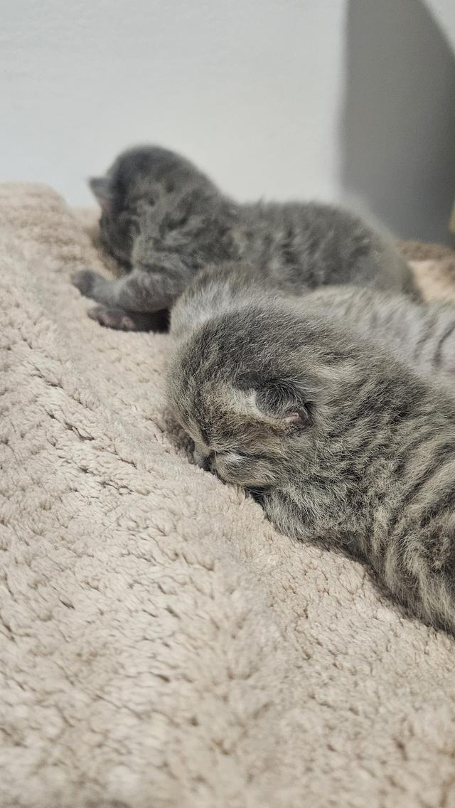 Scottish Fold สก็อตติชโฟลด์ แท้ 15