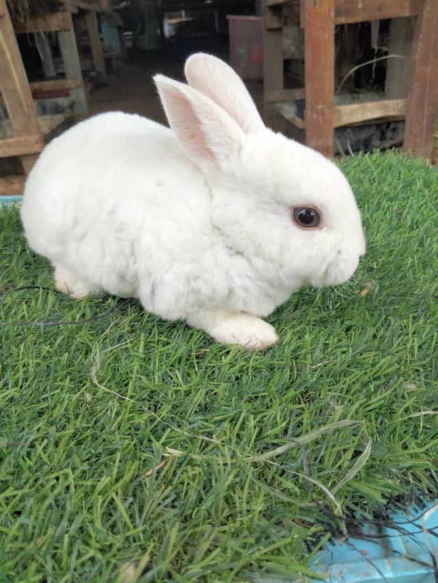 Mini Rex พร้อมย้ายบ้านค่า 4