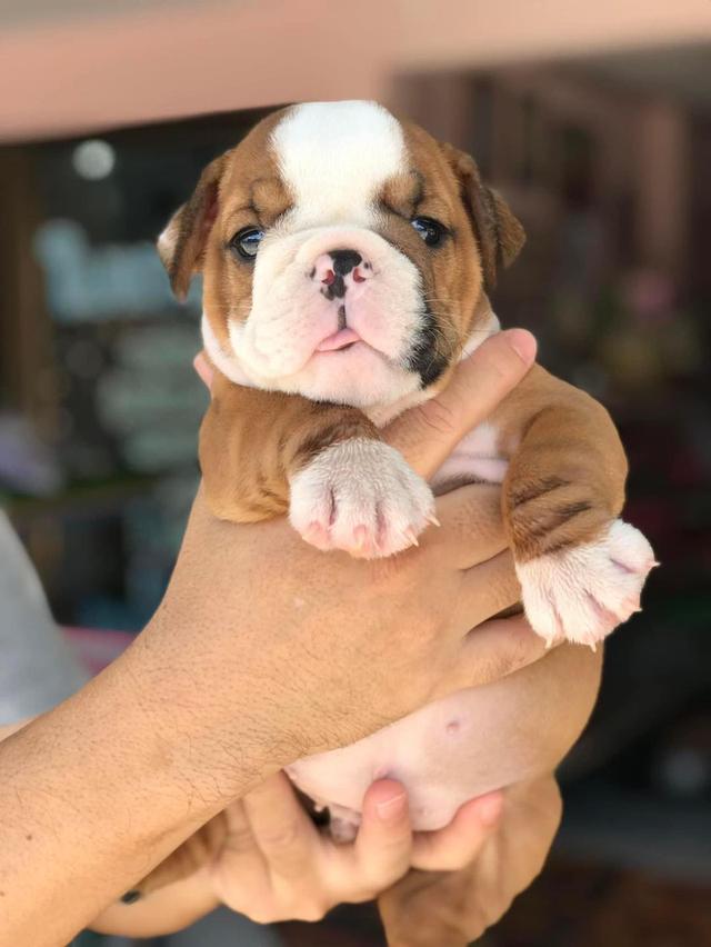 English Bulldog Puppies for Sale