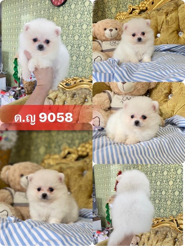 ลูกปอมแท้ น่ารัก ขนฟูแน่น อ้วนกลมหมี มีบริการจัดส่งถึงบ้าน 2
