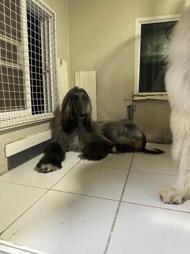 น้องหมาอัฟกันฮาว 6