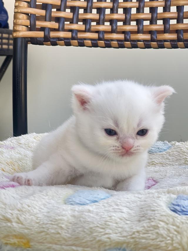 ดช.สก็อตติชโฟล(สก็อต+บริติช) 3