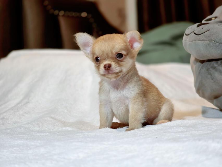 Chihuahuaหนุ่มหล่อไซส์จิ๋วน้องฮิวโก้สุดหล่อ 2