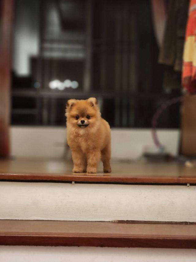 ปอมเมอร์เรเนียนไซส์ จิ๋ว ขี้อ้อนมากๆ 6 เดือน ไม่โตแล้วจ้า