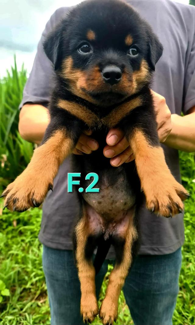 ลูกสุนัข Rottweiler พันธุ์แท้ 10