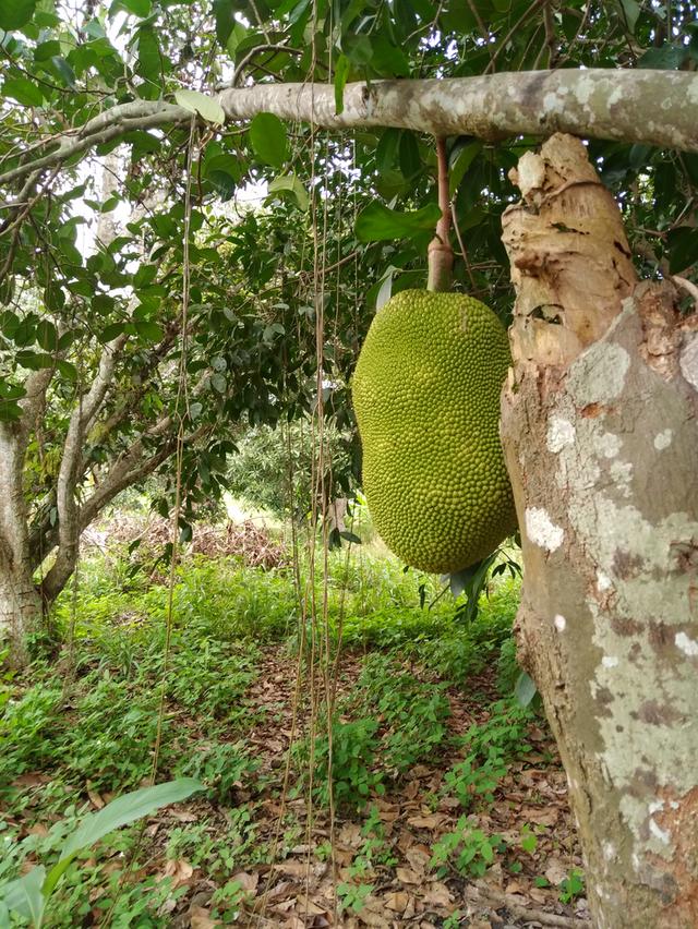 ที่สวนพร้อมอ.เมือง จ.ระยอง 4