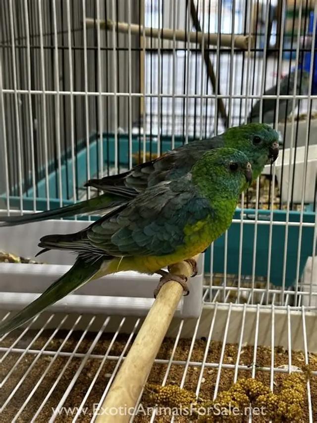 ..นกกรีนชีคคอนัวร์..