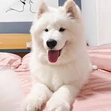 สุนัขสายพันธุ์ซามอยด์ (Samoyed) 2