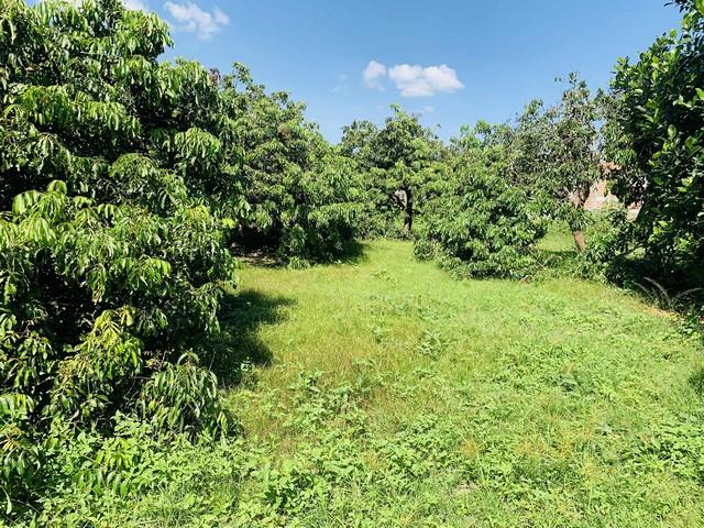 ขายที่ดินเปล่า 2งาน36ตรว.1.8ล. น้ำไม่ท่วม น้ำประปา ไฟฟ้า เข้าถึง ต.ยางเนิ้ง อ.สารภี เชียงใหม่ 2