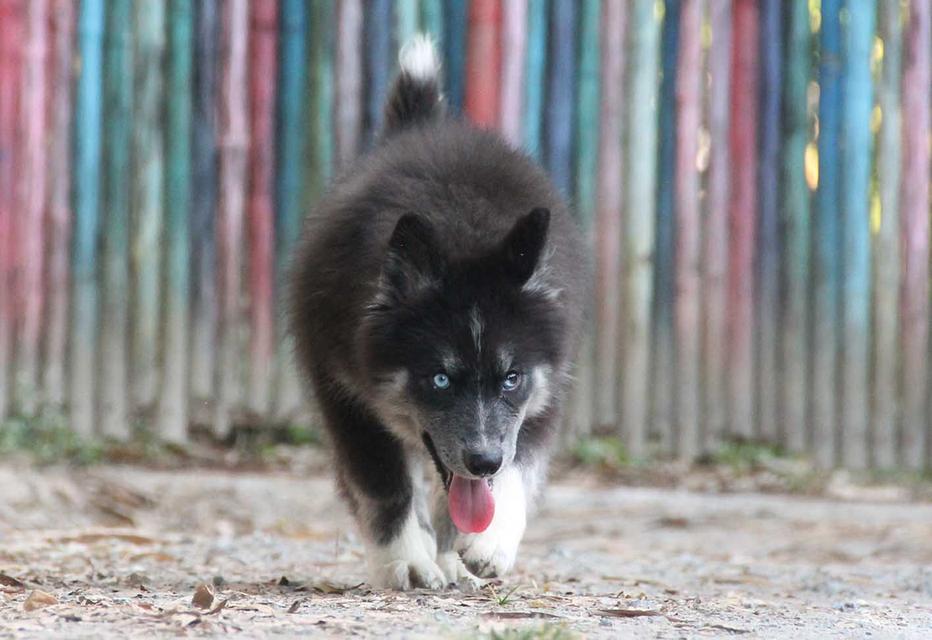 ไซบีเรียนแท้ เพศหญิง ตาสองสี 4