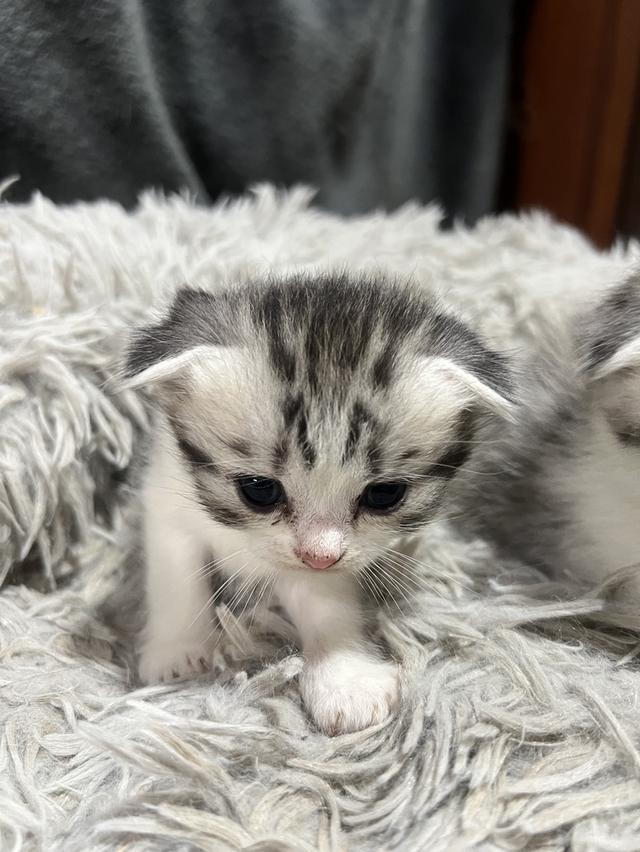 น้องแมว อายุ 3อาทิตย์พร้อมให้จุ๊บแล้วค่าาา รูปย่อยที่ 2