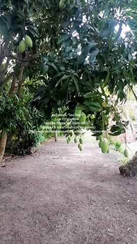 บ้าน ขายที่ดินติดถนน มีบ้านสวนผลไม้ มีบ่อปลา และมีโกดังเก็บของ พร้อมโรงจอดรถ 1-3-79 ไร่ ต.บึงน้ำรักษ์ อ.บางน้ำเปรี้ยว จ. 5