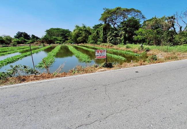 ขายที่ดิน ตำบลคลองโยง อำเภอพุทธมณฑล นครปฐม ถนนบางเลน ใกล้ ม.ราชภัฏสวนสุนันทา 2