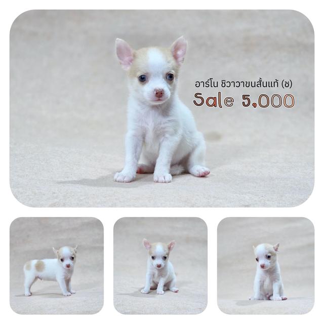 ชิวาวาแท้ ขนสั้น เพศผู้ รูปที่ 3