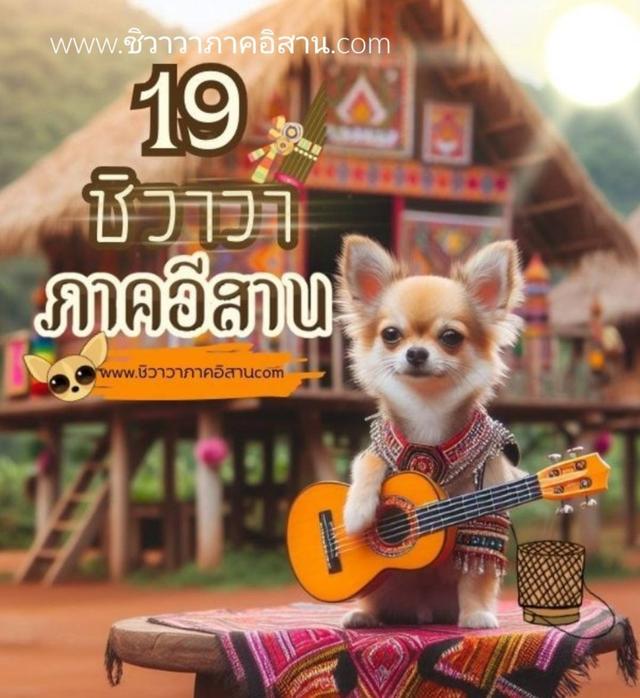 ชิวาวาภาคอีสาน 1