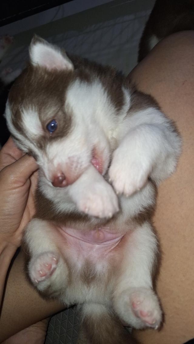 ไซบีเรียน 8