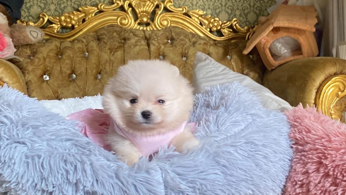 ลูกปอมเมอเรเนียนแท้ น่ารักมาก สดใส ขี้เล่น ขี้อ้อน ติดคนมากๆค่ะ รูปที่ 12