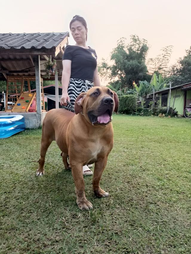 สุนัขพันธุ์บัวบโบว์อายุ 1 ปี